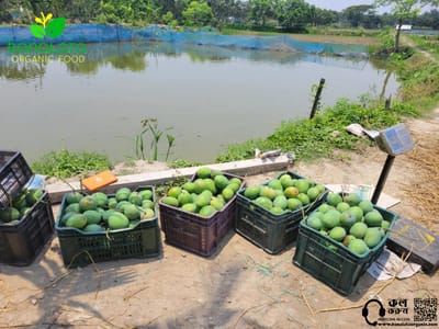 গোপালভোগ আম ২৫ কেজি হোম ডেলিভারি - Image 3