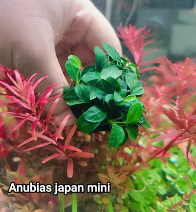 Anubias japan mini
