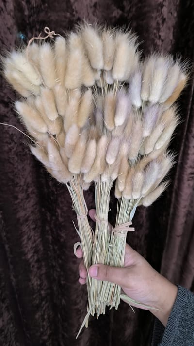 bunny tail driyed flower - Image 1