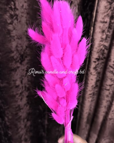 bunny tail driyed flower - Image 3