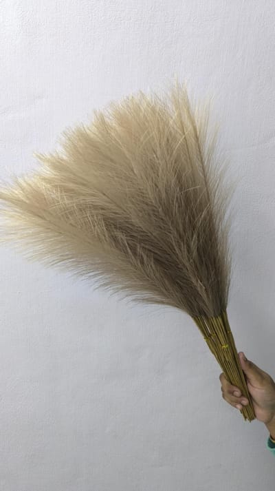 pampars grass - Image 3