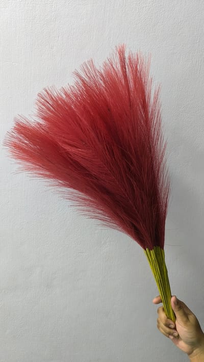 pampars grass - Image 4