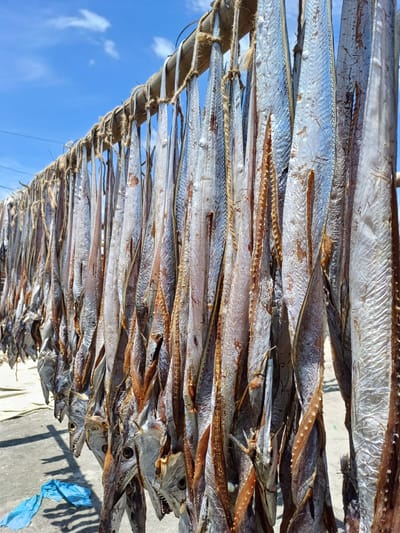 বড় জাতি শুটকি