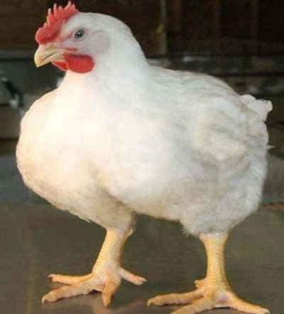 বয়লার মুরগি - Image 1