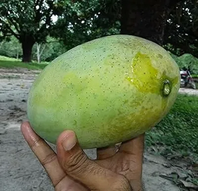 আম (সুরমা ফজলি🥭) কেমিক্যাল মুক্ত