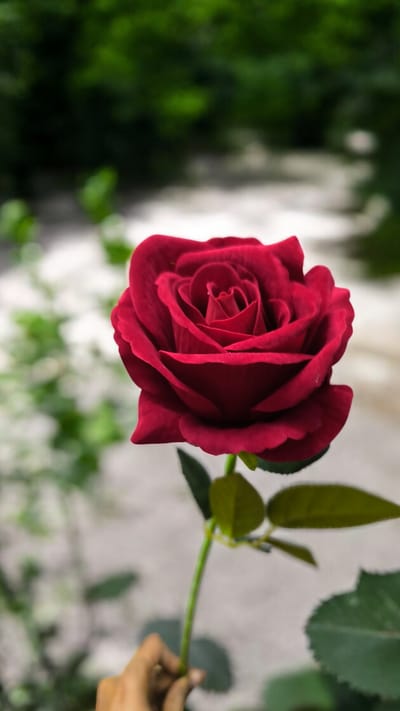 artificial rose flower big size - Image 2