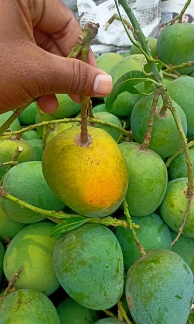 হিমসাগর আম ১২ কেজি হোম ডেলিভারি - Image 2