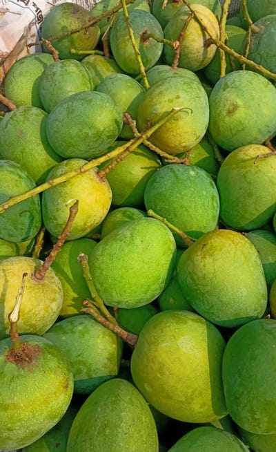 হিমসাগর আম ২৫ কেজি হোম ডেলিভারি - Image 3