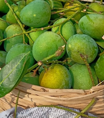 হিমসাগর আম ২৫ কেজি হোম ডেলিভারি - Image 4