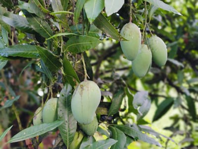 আম্রপালি ১২ কেজি হোম ডেলিভারি - Image 1