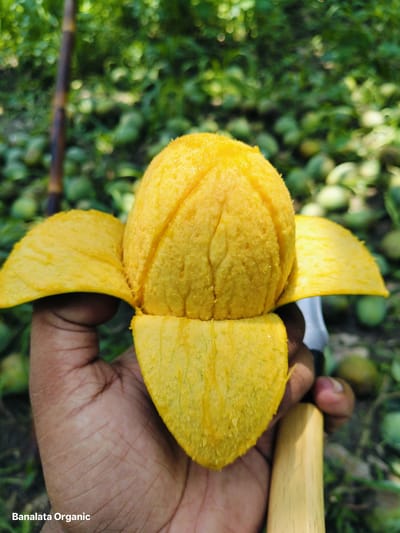 ল্যাংড়া ১২ কেজি হোম ডেলিভারি - Image 1