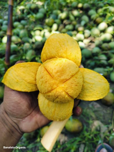 ল্যাংড়া ১২ কেজি হোম ডেলিভারি - Image 2