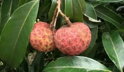 বেদানা লিচু🍒 ১০০পিস