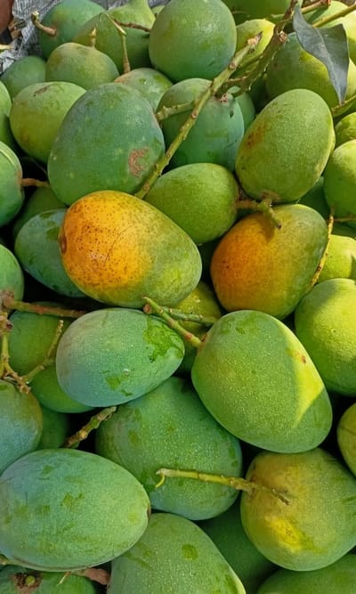 হিমসাগর আম ২০ কেজি হোম ডেলিভারি - Image 1