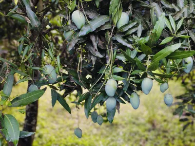 আম্রপালি ২০ কেজি হোম ডেলিভারি - Image 4