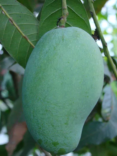 আম (ফজলি🥭) কেমিক্যাল/কার্বাইড মুক্ত