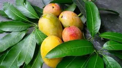 আম (লক্ষণভোগ/লকনা🥭) কেমিক্যাল মুক্ত