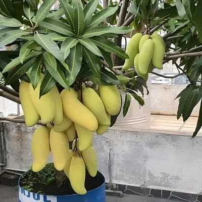 আম (ব্যানানা🥭) কেমিক্যাল/কার্বাইড মুক্ত