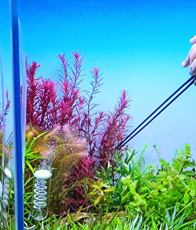 Rotala blood Red