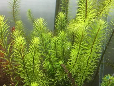 Rotala mexicana