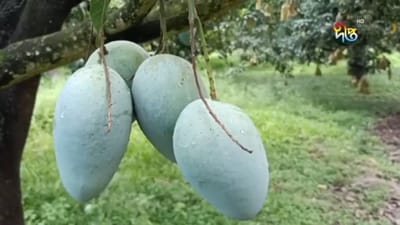 আর্শিনা আম