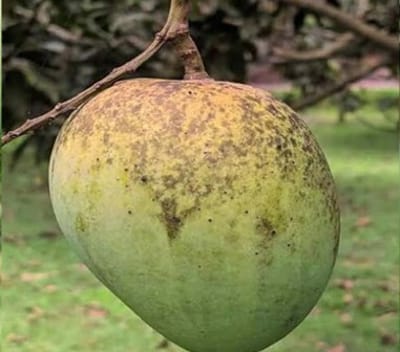 হাড়িভাঙ্গা আম