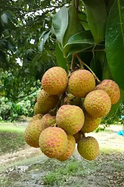 স্বাদের মিষ্টি কাঁঠালি লিচু🍒 ১০০পিস