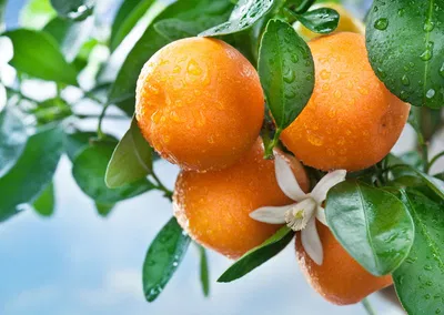Orange - কমলা