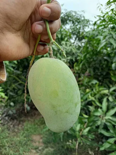 আম্রপালি ২০ কেজি হোম ডেলিভারি - Image 1