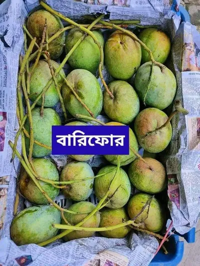 আম (বারি-৪🥭) কার্বাইড/কেমিক্যাল মুক্ত