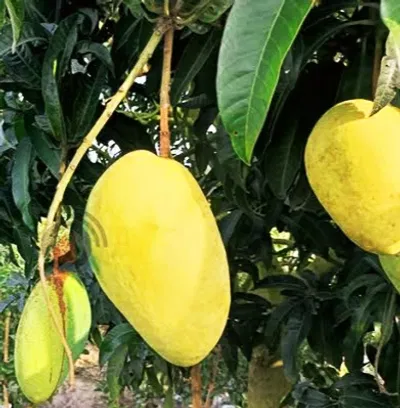 আম (ঝিনুক-আশ্বিনা🥭) কেমিক্যাল/কার্বাইড মুক্ত