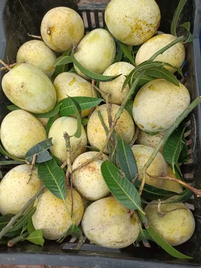 আম (গৌরমতি🥭) কেমিক্যাল/কার্বাইড মুক্ত