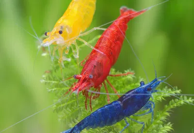 fish