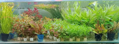 Aquatic plants