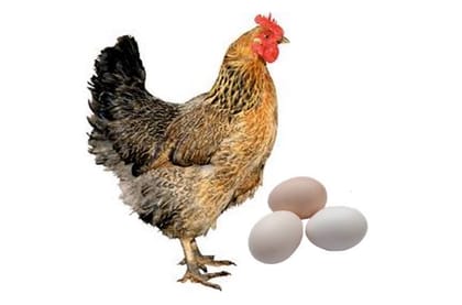 দেশী মুরগীর ডিম (Deshi Chicken Egg)