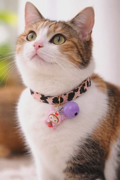 New cat collar 😻🐾