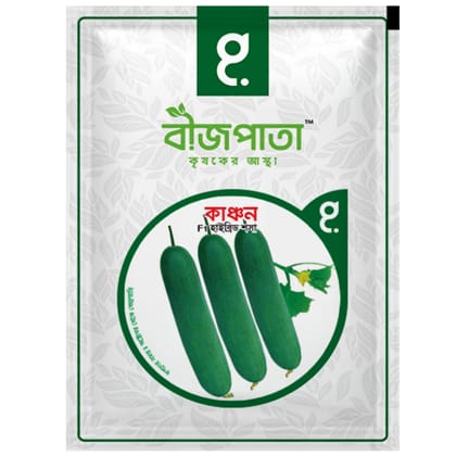 হাইব্রিড শসা বীজ কাঞ্চন। F1 Hybrid Cucumber Seeds Kanchan