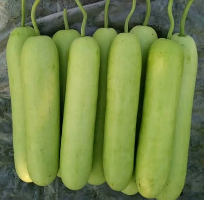 হাইব্রিড থাই লাউ। F1 Hybrid Thai lao