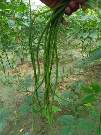 উচ্চ ফলনশীল থাই বরবটির বীজ ( ভাইরাস মুক্ত জাত )