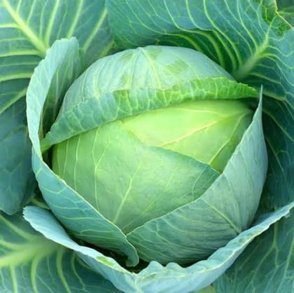 সেরা জাতের হাইব্রিড  বাঁধাকপি । F1 Hybrid Cabbage Seeds