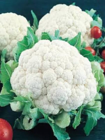 হাইব্রিড জাতের ফুলকপির বীজ। Hybrid cauliflower seeds