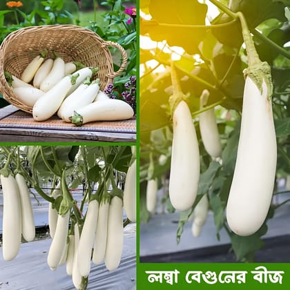 হাইব্রিড সাদা বেগুন। Hybrid white eggplant