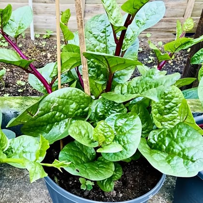 পুঁই শাক বীজ