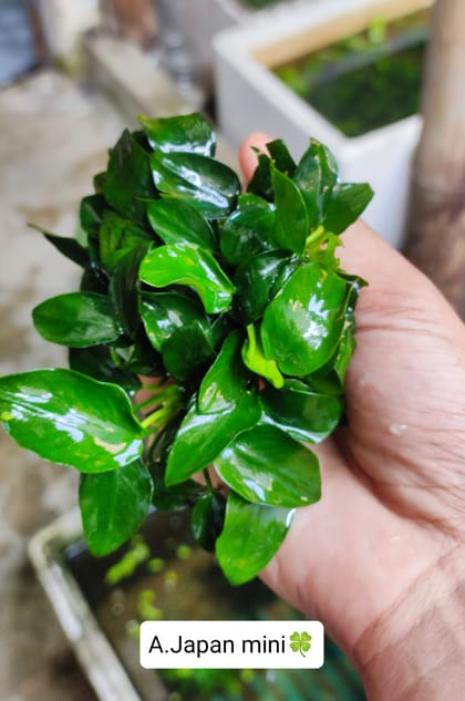 🍀Anubias Japan Mini