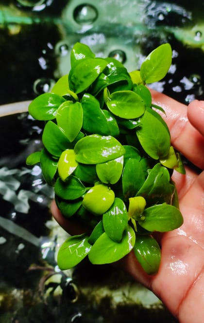🍀Anubias nana ’Golden' Mini.