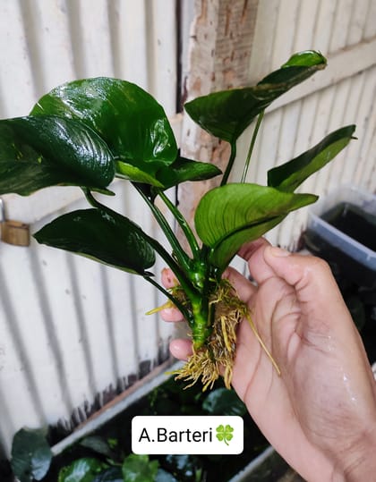 🍀 Anubias Berter.