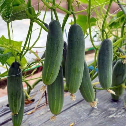 শীতকালীন হাইব্রিড শসা । Winter special  hybrid cucumbers
