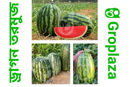 হাইব্রিড জাতের ড্রাগন তরমুজ বীজ । F1 Hybrid dragon watermelon seeds