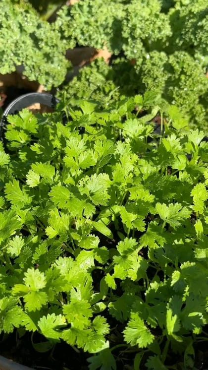 ধনিয়া বীজ / Coriander Seeds