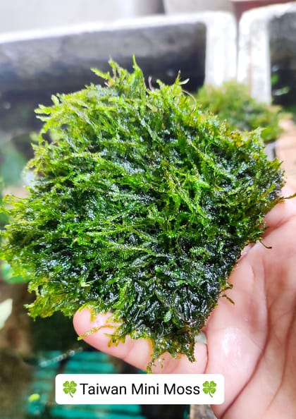 🍀Taiwan Mini Moss.